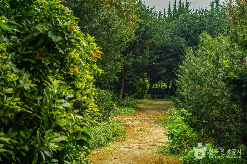 천개의향나무숲