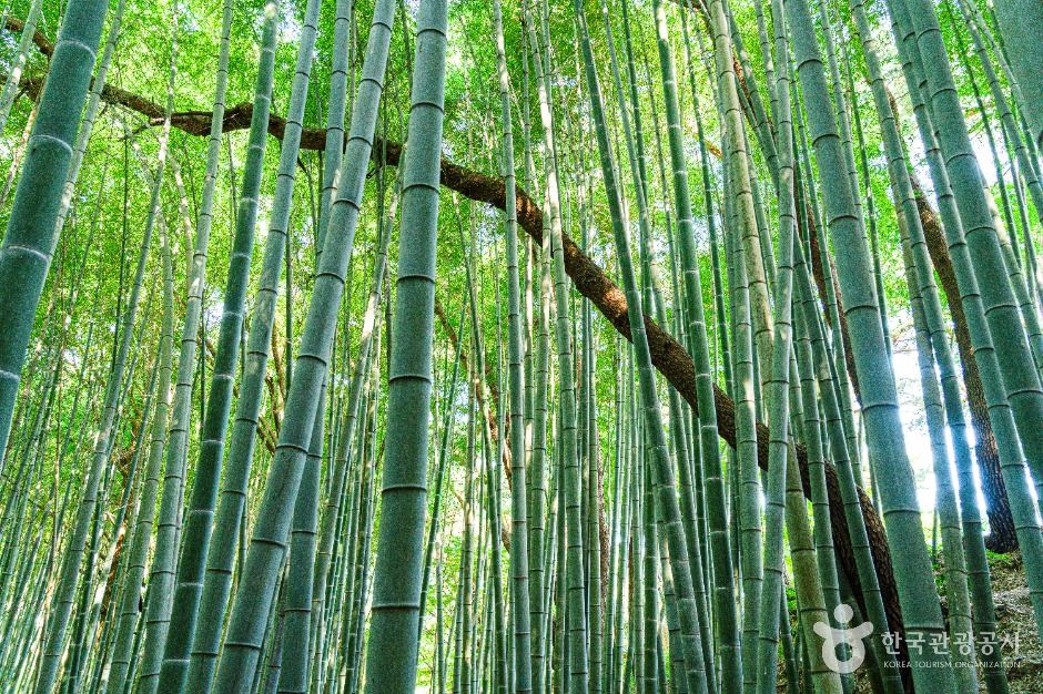 thumbnail-고창읍성 맹종죽림-5