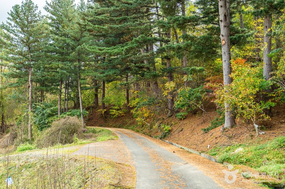 평창_대화장터 가는 길 (5)