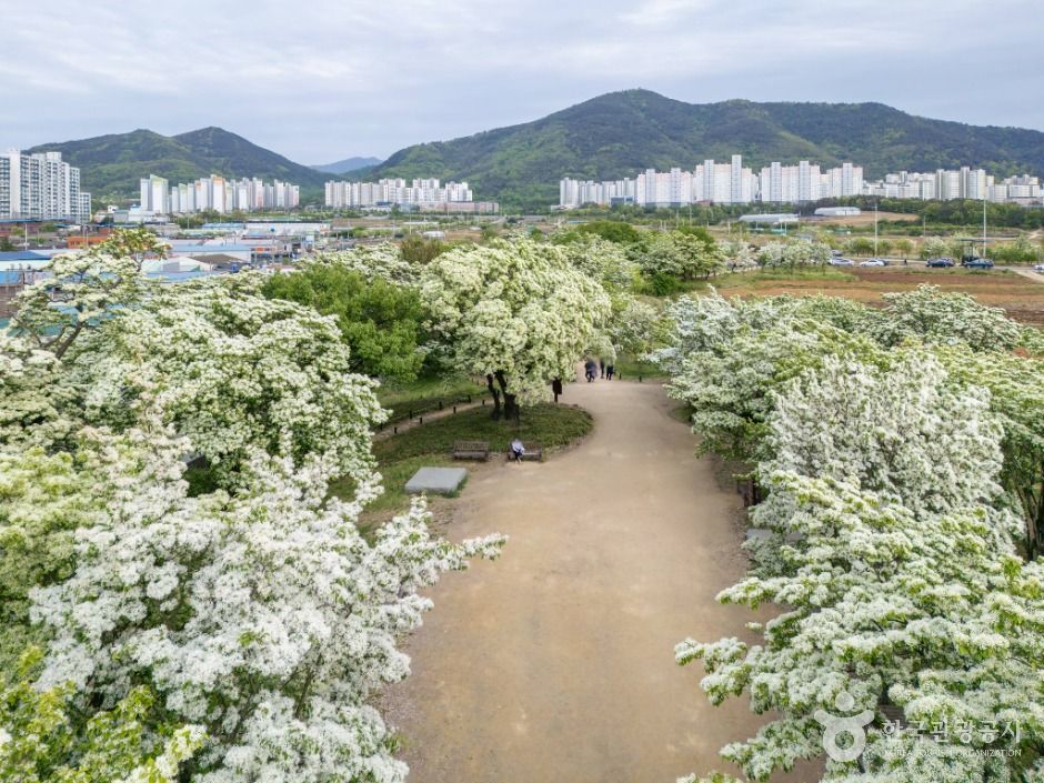 교항리 이팝나무 군락지