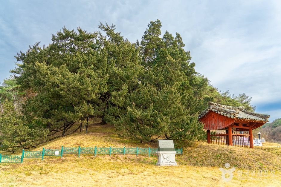 청송 장전리 향나무