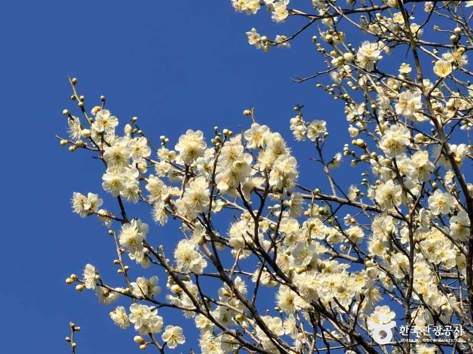 thumbnail-선암사 [유네스코 세계유산]-18