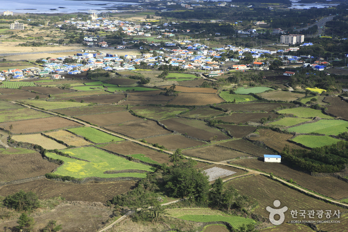 [제주올레 1코스] 시흥-광치기 올레4