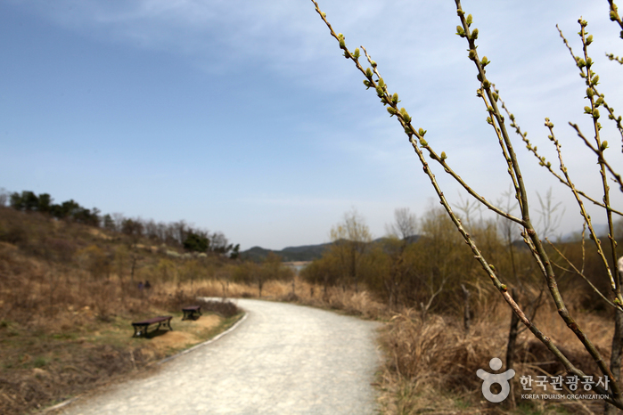 창녕 우포늪 사진13