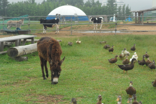 Daegwallyeong Donkey Ranch Don Quixote (대관령당나귀목장 돈키호테)