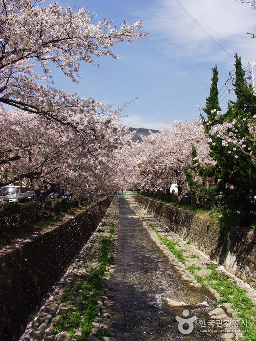 Yeojwacheon Stream (Cherry Blossom Road)