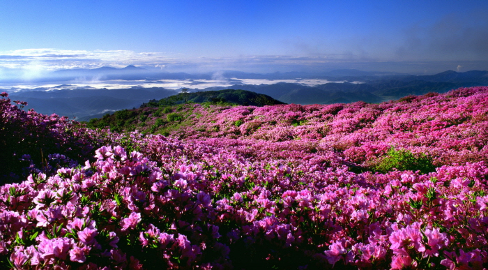 陜川黃梅山躑躅節(합천 황매산철쭉제)2