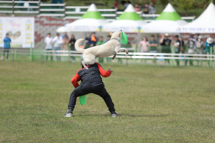 진도개 페스티벌 20206