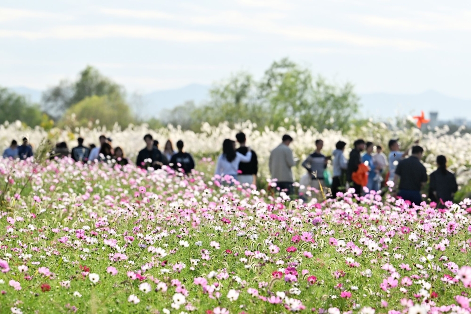 Festival del Eoksae de Seochang en Gwangju (광주서창억새축제)