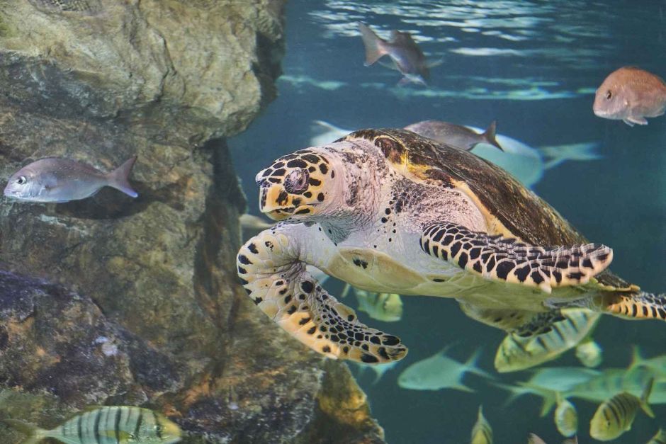 大田EXPO水族館(대전 엑스포 아쿠아리움)