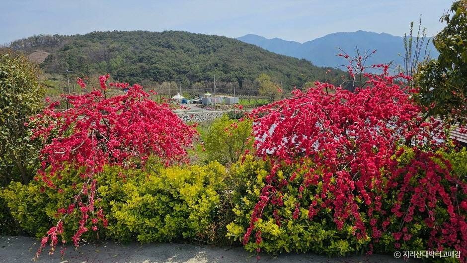 지리산대박터고매감