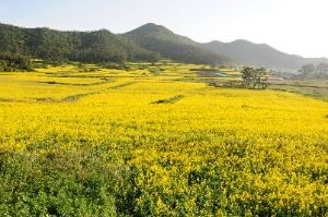 2025 보배섬 유채꽃 축제 2