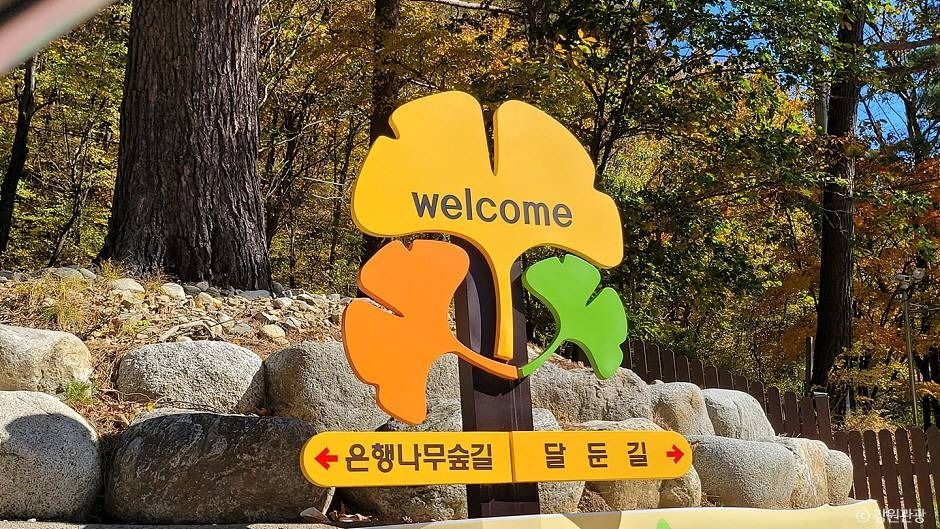 홍천 은행나무숲