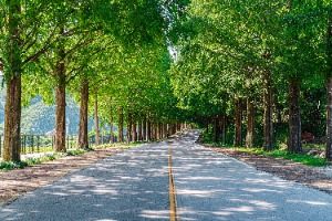 부귀 메타세쿼이아길