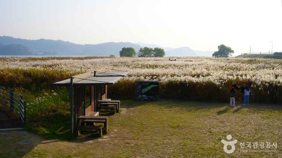 신성리 갈대밭