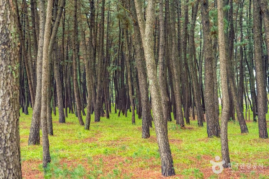 평해사구습지 생태공원