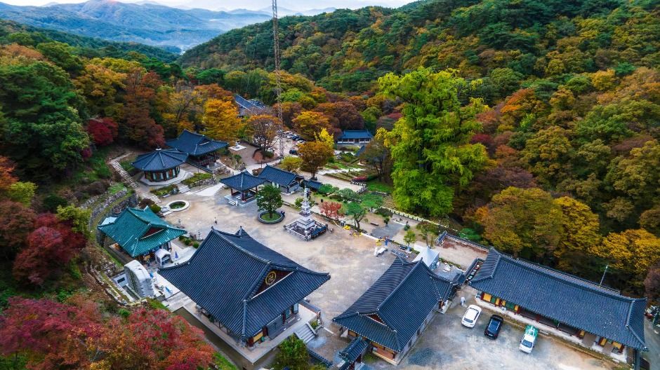 양평 용문사 은행나무