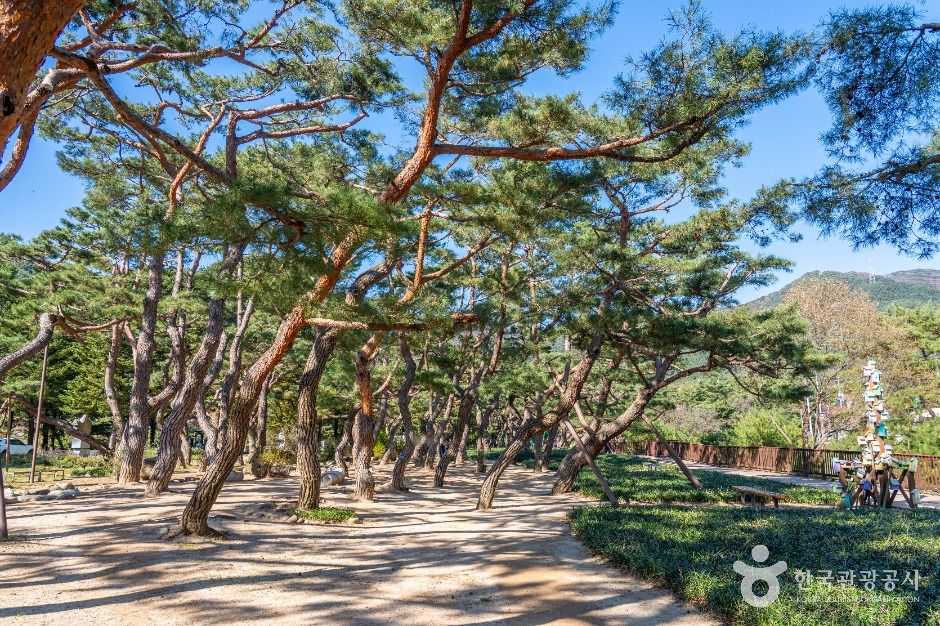 의림지 솔밭공원