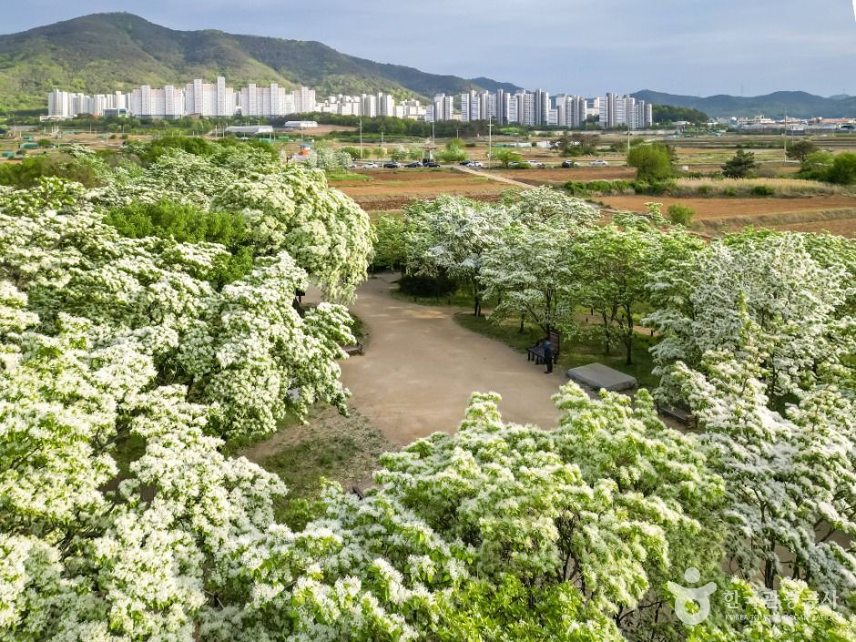 교항리 이팝나무 군락지