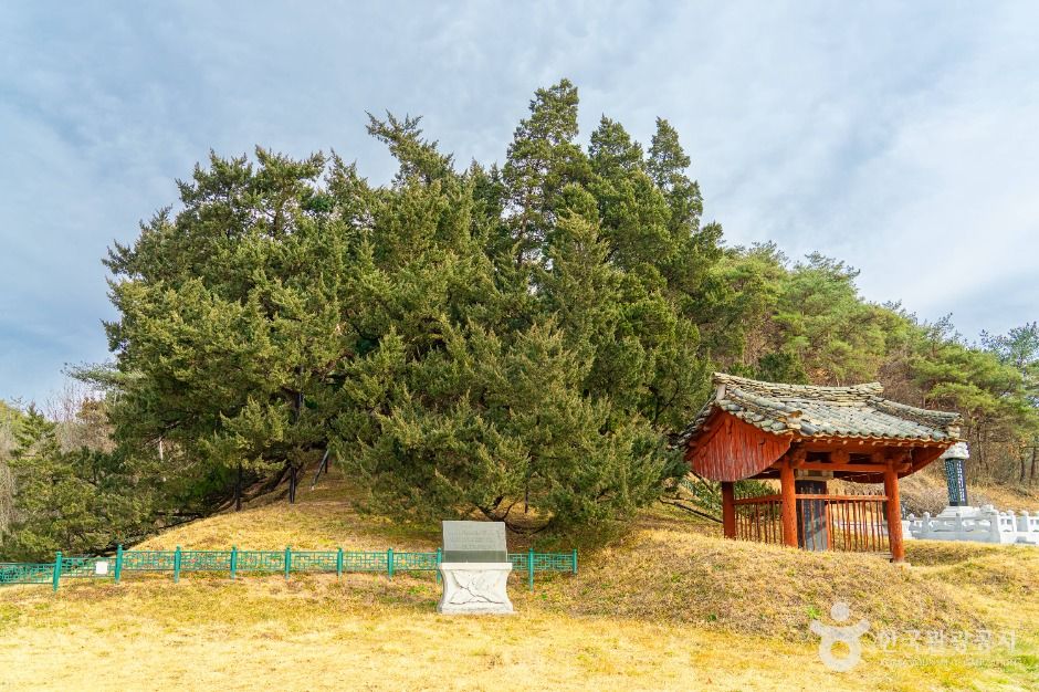 청송 장전리 향나무