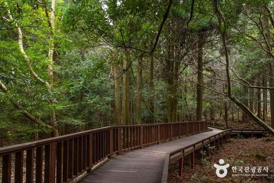 thumbnail-서귀포 치유의 숲-11