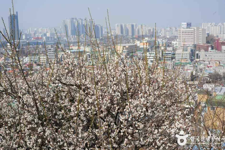 thumbnail-대동하늘공원-9