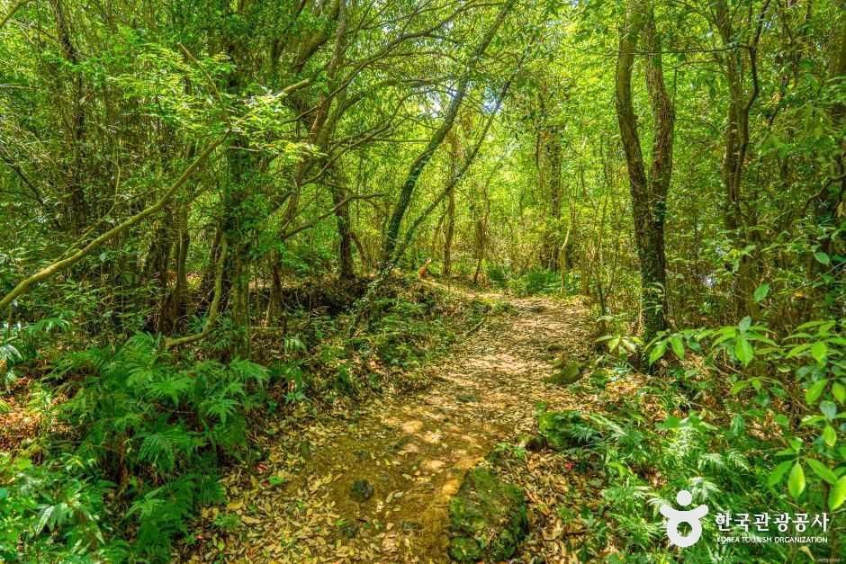 thumbnail-환상숲곶자왈공원-7