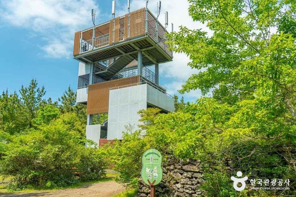 thumbnail-제주곶자왈도립공원-5