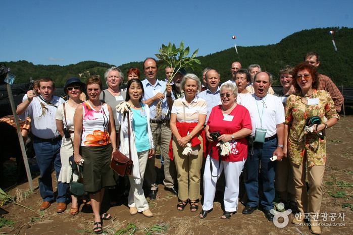Geumsan Insam (Ginseng) Festival (금산인삼축제)