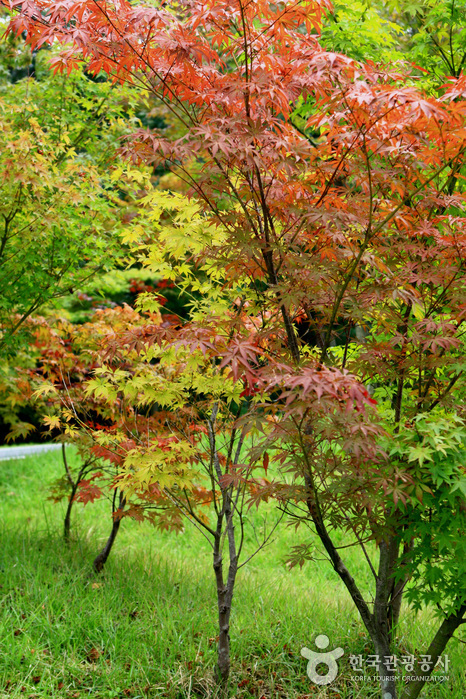 Mulhyanggi Arboretum (물향기수목원)