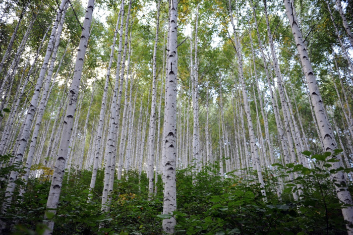 http://korean.visitkorea.or.kr/kor/bz15/where/where_main_search.jsp?cid=1818945 인제 원대리 자작나무 숲