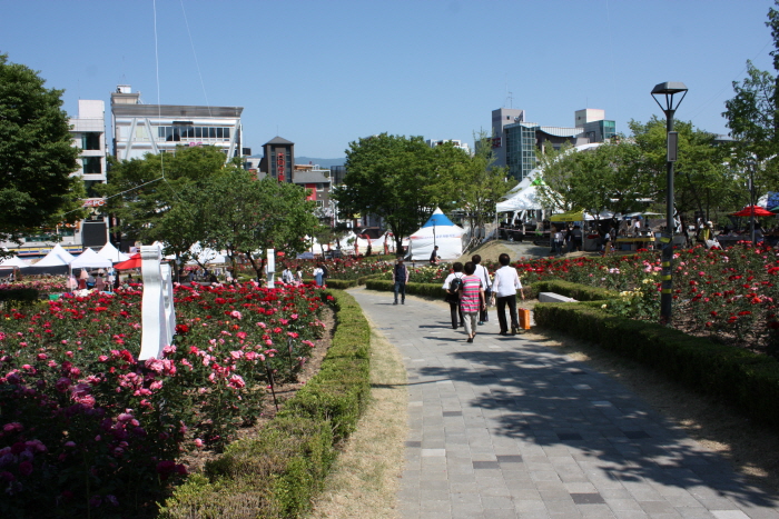 원주 장미축제 20191