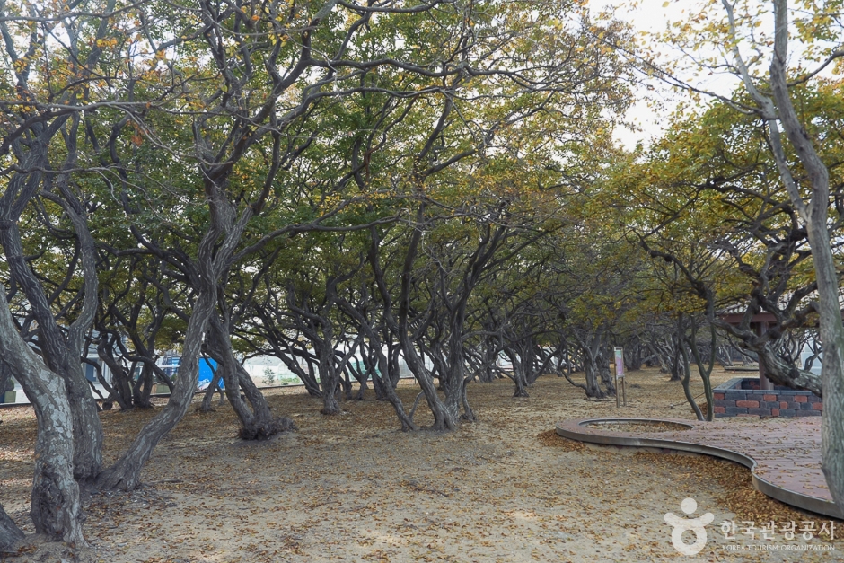 鹅耳枥生态群落（서어나무(소사나무)군락지）