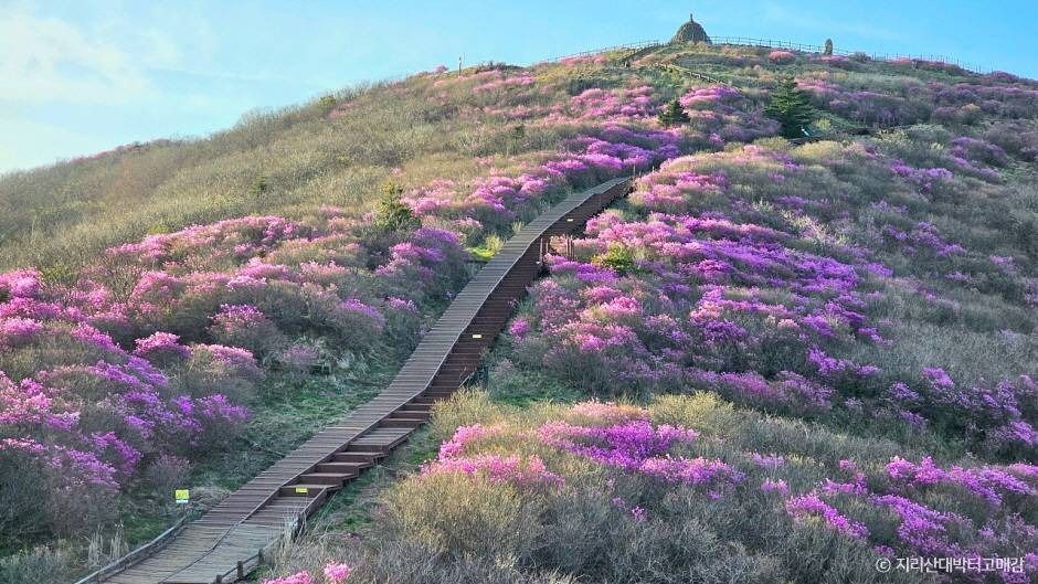 지리산대박터고매감