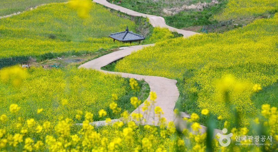 청산도