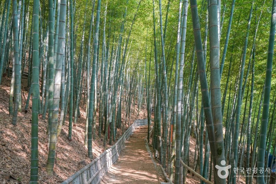 거제맹종죽테마공원