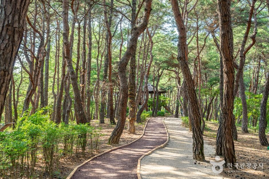 안동_천년숲 (5)