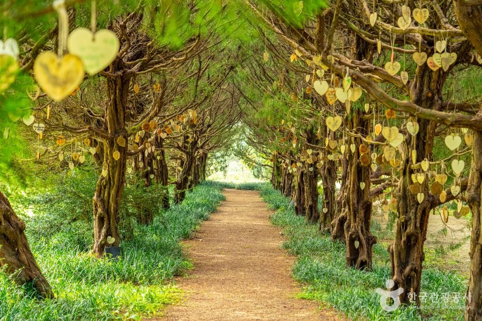 천개의향나무숲