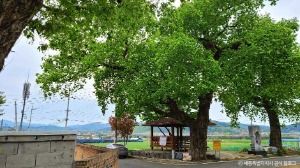 세종_금남 백로 서식지 (2)