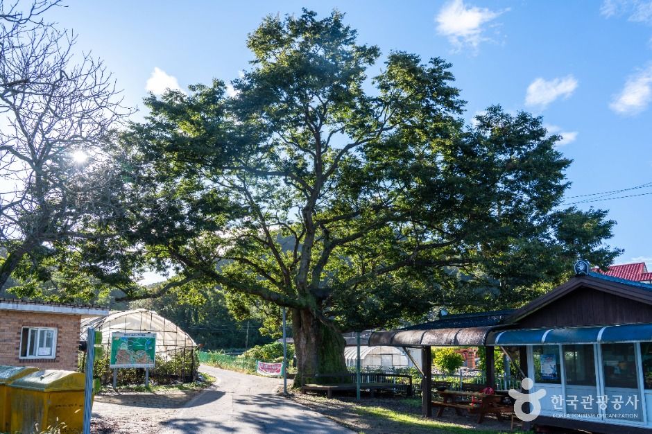 은골구기자마을