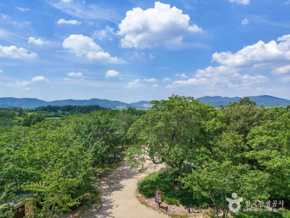 교항리 이팝나무 군락지