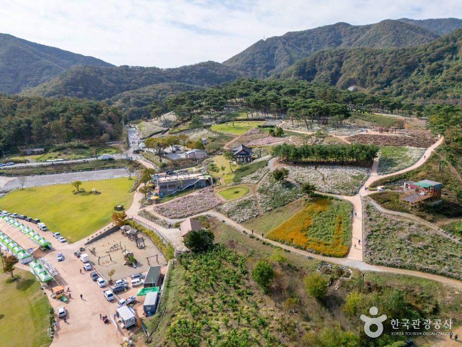 정읍 구절초 지방정원