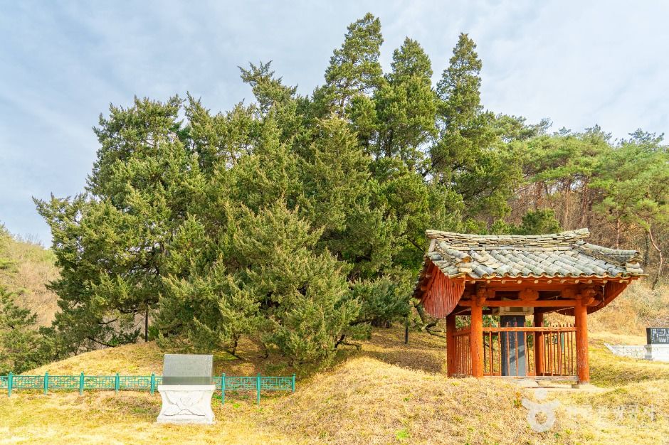 청송 장전리 향나무