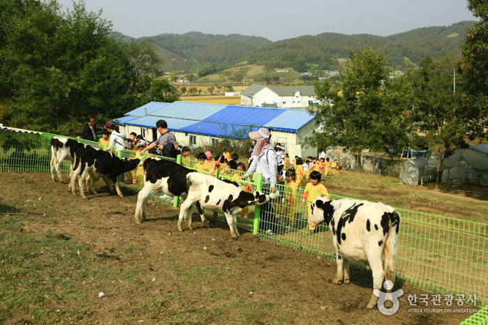 Imsil Cheese Village (전북 임실치즈마을)