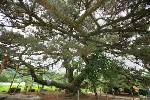 장흥 옥당리 효자송3