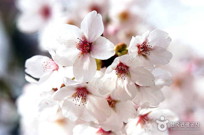 충주호 벚꽃축제 20190