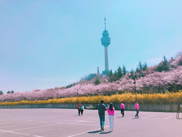 E-WORLD樱花节  이월드 블라썸 피크닉