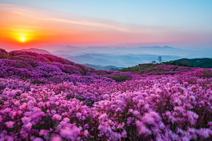 陕川黄梅山山踯躅节(합천 황매산철쭉제)