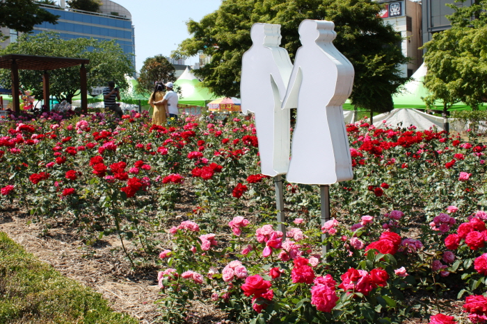 원주 장미축제 20192