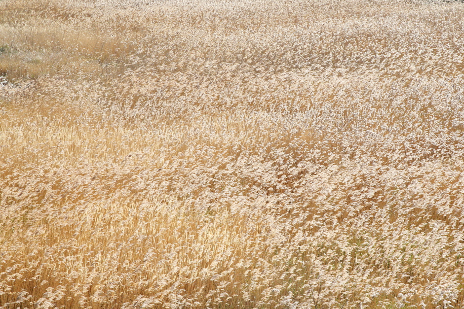 Field of Reeds on Deokjeokdo Island (덕적도 갈대 군락지)